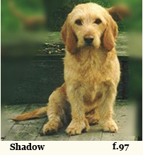 CHECK STARS SHADOW
