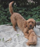 Ulo born 2003 - with puppy 2005