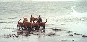 7 Basset Fauve de Bretagne og 1 Weimaraner på strandtur på Rømø 2001